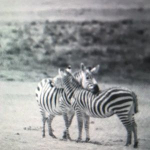 Meet your Posher, Alessandro